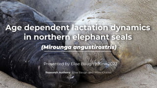 Age dependent lactation dynamics
in northern elephant seals
(Mirounga angustirostris)
Presented by Elise Baugh | June 2023
Research Authors: Elise Baugh and Mimi Chavez
 