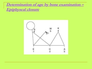 Determination of age by bone examination – Epiphyseal closure 