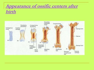 Appearance of ossific centers after birth 