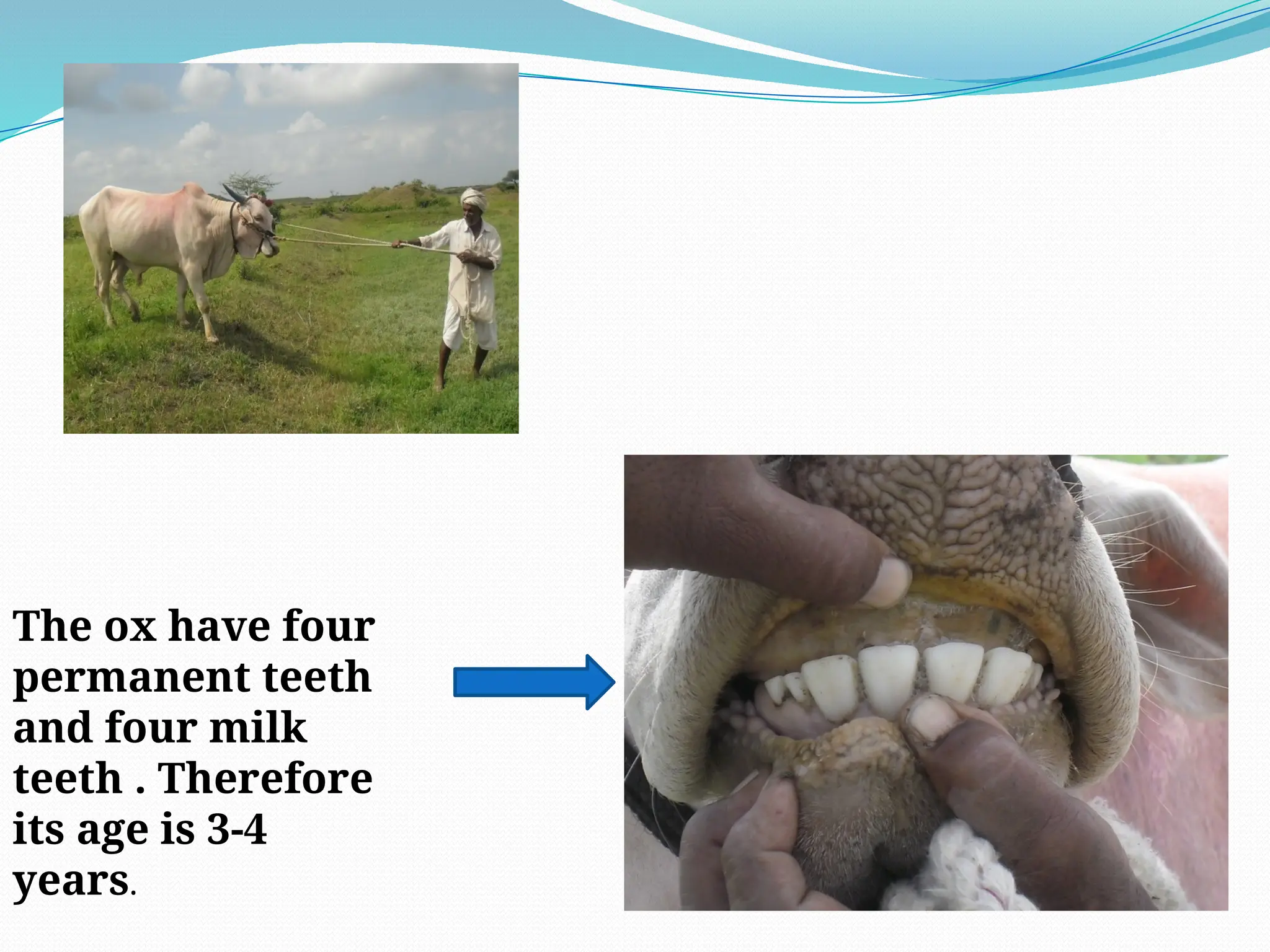 Large Ruminants Worksheet age determination in large ruminants P#3.pptx