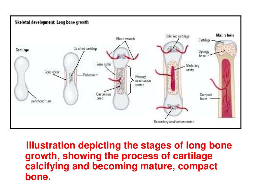 Age estimation by bones