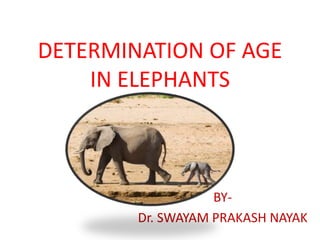 DETERMINATION OF AGE
IN ELEPHANTS
BY-
Dr. SWAYAM PRAKASH NAYAK
 