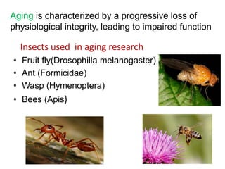 Insects as Model in Aging Research | PPTX