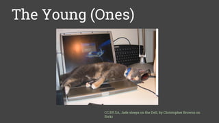 The Young (Ones)
CC.BY.SA, Jade sleeps on the Dell, by Christopher Browns on
flickr
 