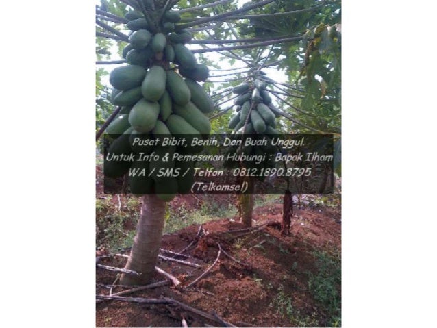 +62 812 1890 8795 TSel, Beli Bibit Pepaya Hawai Bogor +62 812 1890 8795 TSel, Beli Bibit Pepaya Hawai Bogor