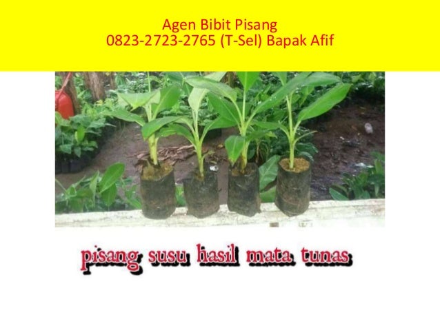 Pohon Pisang Kipas 0823-2773-2765 (Telkomsel)