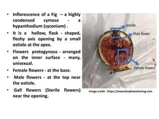 Syconium Inflorescence Examples AGENCIES OF POLLINATION SMG | PPTX