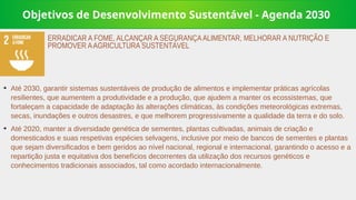 Objetivos de Desenvolvimento Sustentável - Agenda 2030
➔
Até 2030, garantir sistemas sustentáveis de produção de alimentos e implementar práticas agrícolas
resilientes, que aumentem a produtividade e a produção, que ajudem a manter os ecossistemas, que
fortaleçam a capacidade de adaptação às alterações climáticas, às condições meteorológicas extremas,
secas, inundações e outros desastres, e que melhorem progressivamente a qualidade da terra e do solo.
➔
Até 2020, manter a diversidade genética de sementes, plantas cultivadas, animais de criação e
domesticados e suas respetivas espécies selvagens, inclusive por meio de bancos de sementes e plantas
que sejam diversificados e bem geridos ao nível nacional, regional e internacional, garantindo o acesso e a
repartição justa e equitativa dos benefícios decorrentes da utilização dos recursos genéticos e
conhecimentos tradicionais associados, tal como acordado internacionalmente.
ERRADICAR A FOME, ALCANÇAR A SEGURANÇAALIMENTAR, MELHORAR A NUTRIÇÃO E
PROMOVER AAGRICULTURA SUSTENTÁVEL
 