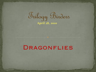 April 28, 2010Dragonflies  
