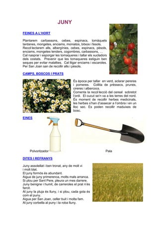 JUNY
FEINES A L’HORT

Plantarem carbassons, cebes, espinacs, tomàquets
tardanes, mongetes, enciams, moniatos, bitxos i fesols.
Recol·lectarem alls, albergínies, cebes, espinacs, pèsols,
enciams, mongetes tenders, cogombres, carbassons, …
Cal nasprar i esporgar les tomaqueres i tallar els xucladors
dels costats. Prevenir que les tomaqueres estiguin ben
seques per evitar malalties. Cal lligar enciams i escaroles.
Per San Joan san de recollir alls i pèsols.

CAMPS, BOSCOS I PRATS

                                     És època per tallar en verd, aclarar pereres
                                     i pomeres. Collita de préssecs, prunes,
                                     cireres i albercocs.
                                     Comenta la recol·lecció del cereal sobretot
                                     l’ordi. El cucut se’n va a les terres del nord.
                                     És moment de recollir herbes medicinals,
                                     les herbes s’han d’assecar a l’ombra i en un
                                     lloc sec. Es poden recollir maduixes de
                                     bosc.

EINES




     Polvoritzador                                           Pala

DITES I REFRANYS

Juny assolellat i ben tronat, any de molt vi
i molt blat.
El juny formós és abundant.
Aigua de juny primerenca, molts mals arranca.
Si plou per Sant Pere, pleura un mes darrere.
Juny benigne i humit, de carreroles el prat n’és
farcit.
Al juny la pluja és lluny, i si plou, cada gota és
com el puny.
Aigua per San Joan, celler buit i molta fam.
Al juny corbella al puny i la roba lluny.
 
