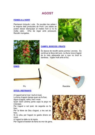 AGOST
FEINES A L’HORT

Plantarem bròquils i cols. Es recullen les cebes i
la majoria dels productes de l’hort: Les cebes es
poden deixar blanquejar al mateix hort si no fa
molta calor.    S’ha de regar amb precaució.
Recollir mongetes.




                                CAMPS, BOSCOS I PRATS

                                És època de recollir peres pomes i prunes. Es
                                continua la lleva del suro. La lluna nova d’agost
                                és la més adequada per a que no broti la
                                bardissa. Vigilar molt amb el foc.



EINES




           Pic                                            Rascleta

DITES I REFRANYS

A l’agost bull el mar i bull el most.
La lluna d’agost clareja quan es fa fosc.
Aigua d’agost, safrà, mel i most.
Quan Sant Llorenç porta capa la pluja no
s’escapa.
Per l’agost a sol post, de seguida es fa
fosc.
Per la Mare de Déu d’agost, a les set és
fosc.
Si no plou per l’agost no gastis diners en
most.
A l’agost la dalla no té repòs.
Per l’agost el bestiar de llana es mor de gana.
 