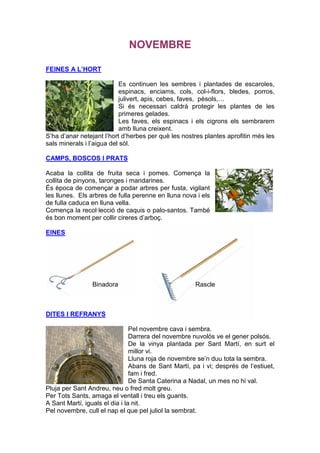 NOVEMBRE

FEINES A L’HORT

                           Es continuen les sembres i plantades de escaroles,
                           espinacs, enciams, cols, col-i-flors, bledes, porros,
                           julivert, apis, cebes, faves, pèsols,…
                           Si és necessari caldrà protegir les plantes de les
                           primeres gelades.
                           Les faves, els espinacs i els cigrons els sembrarem
                           amb lluna creixent.
S’ha d’anar netejant l’hort d’herbes per què les nostres plantes aprofitin més les
sals minerals i l’aigua del sòl.

CAMPS, BOSCOS I PRATS

Acaba la collita de fruita seca i pomes. Comença la
collita de pinyons, taronges i mandarines.
És època de començar a podar arbres per fusta, vigilant
les llunes. Els arbres de fulla perenne en lluna nova i els
de fulla caduca en lluna vella.
Comença la recol·lecció de caquis o palo-santos. També
és bon moment per collir cireres d’arboç.

EINES




                Binadora                              Rascle



DITES I REFRANYS

                                Pel novembre cava i sembra.
                                Darrera del novembre nuvolós ve el gener polsós.
                                De la vinya plantada per Sant Martí, en surt el
                                millor vi.
                                Lluna roja de novembre se’n duu tota la sembra.
                                Abans de Sant Martí, pa i vi; després de l’estiuet,
                                fam i fred.
                                De Santa Caterina a Nadal, un mes no hi val.
Pluja per Sant Andreu, neu o fred molt greu.
Per Tots Sants, amaga el ventall i treu els guants.
A Sant Martí, iguals el dia i la nit.
Pel novembre, cull el nap el que pel juliol la sembrat.
 