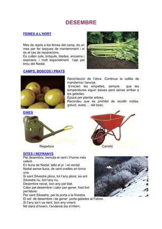 DESEMBRE
FEINES A L’HORT


Mes de repòs a les feines del camp, és un
mes per fer tasques de manteniment i si
és el cas de reparacions.
Es cullen cols, bròquils, bledes, enciams i
espinacs, i molt especialment l’api pel
brou del Nadal.

CAMPS, BOSCOS I PRATS

                              Recol·lecció de l’oliva. Continua la collita de
                              mandarina i taronja.
                               S’inicien les empeltes, sempre       que les
                              temperatures siguin baixes però sense arribar a
                              les gelades.
                              Època per plantar arbres.
                              Recordeu que és prohibit de recollir molsa,
                              grèvol, avets,… del bosc.

EINES




           Regadora                                 Carretó

DITES I REFRANYS
Pel desembre, tremola el vent i l’home més
valent.
En lluna de Nadal, talla el pi i el verdal.
Nadal sense lluna, de cent ovelles en torna
una.
Si sant Silvestre plora, tot l’any plora; sis ant
Silvestre riu, tot l’any riu.
Desembre nevat, bon any pel blat.
Calor pel desembre i calor per gener, fred fort
pel febrer.
Per sant Silvestre, per la porta o la finestra.
El sol de desembre i de gener porta gelades al Febrer.
Si l’any se’n va rient, bon any vinent.
Nit clara d’hivern, l’endemà dia d’infern.
 