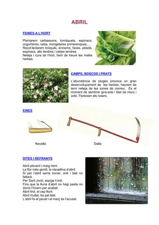 ABRIL
FEINES A L’HORT

Plantarem carbassons, tomàquets, espinacs,
cogombres, ceba, mongeteres primerenques,…
Recol·lectarem bròquils, enciams, faves, pèsols,
espinacs, alls tendres i cebes tendres.
Neteja i cura de l’hort, hem de treure les males
herbes.



                                  CAMPS, BOSCOS I PRATS

                                  L’abundància de pluges provoca un gran
                                  desenvolupament de les herbes, haurem de
                                  tenir neteja de les zones de conreu. És el
                                  moment de sembrar gira-sols i blat de moro i
                                  cotó. Floreixen els rosers.



EINES




        Navalla                                    Dalla



DITES I REFRANYS

Abril plovent i maig rient.
La flor més gentil, la clavellina d’abril.
Si per l’abril sents tronar, ordi i blat no
faltarà.
Per Sant Jordi, espiga l’ordi.
Fins que la lluna d’abril no hagi pasta no
donis l’hivern per acabat.
Abril finit, el cep florit
Abril mullat, bo pel blat.
L’abril fa el pecat i el març és l’acusat.
 