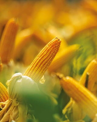 PROJETO PENSAR MATO GROSSO - 201410
 