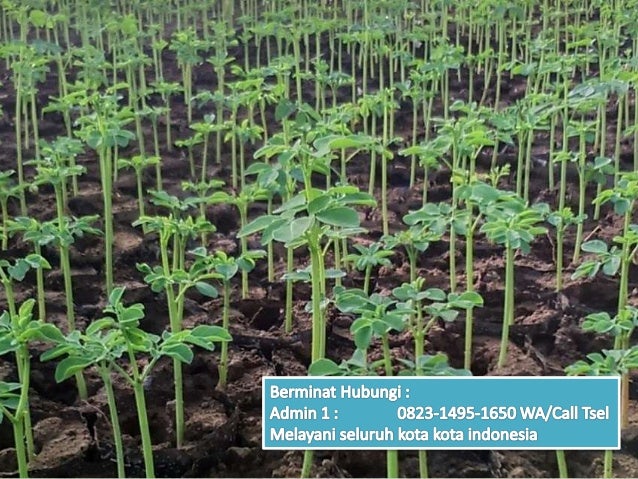100+ Gambar Biji Daun Kelor Paling Keren 100+ Gambar Biji Daun Kelor Paling Keren