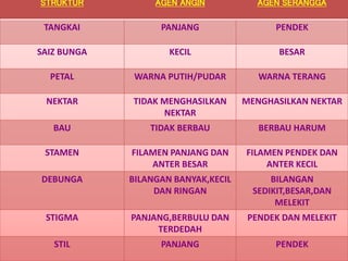 STRUKTUR AGEN ANGIN AGEN SERANGGA
TANGKAI PANJANG PENDEK
SAIZ BUNGA KECIL BESAR
PETAL WARNA PUTIH/PUDAR WARNA TERANG
NEKTAR TIDAK MENGHASILKAN
NEKTAR
MENGHASILKAN NEKTAR
BAU TIDAK BERBAU BERBAU HARUM
STAMEN FILAMEN PANJANG DAN
ANTER BESAR
FILAMEN PENDEK DAN
ANTER KECIL
DEBUNGA BILANGAN BANYAK,KECIL
DAN RINGAN
BILANGAN
SEDIKIT,BESAR,DAN
MELEKIT
STIGMA PANJANG,BERBULU DAN
TERDEDAH
PENDEK DAN MELEKIT
STIL PANJANG PENDEK
 
