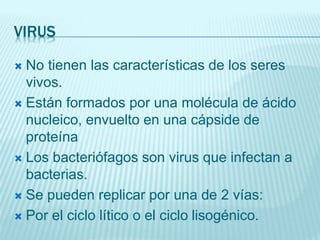 VIRUS
 No tienen las características de los seres
vivos.
 Están formados por una molécula de ácido
nucleico, envuelto en una cápside de
proteína
 Los bacteriófagos son virus que infectan a
bacterias.
 Se pueden replicar por una de 2 vías:
 Por el ciclo lítico o el ciclo lisogénico.
 