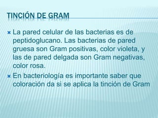 TINCIÓN DE GRAM
 La pared celular de las bacterias es de
peptidoglucano. Las bacterias de pared
gruesa son Gram positivas, color violeta, y
las de pared delgada son Gram negativas,
color rosa.
 En bacteriología es importante saber que
coloración da si se aplica la tinción de Gram
 