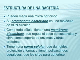 ESTRUCTURA DE UNA BACTERIA
 Pueden medir una micra por cinco
 Su cromosoma bacteriano es una molécula
de ADN circular
 Como toda célula, tienen una membrana
plasmática, que regula el paso de sustancias y
sirve como soporte de enzimas y otras
proteínas.
 Tienen una pared celular, que da rigidez,
protección y forma, y tienen polisacáridos
pegajosos, que les sirve para adherirse.
 