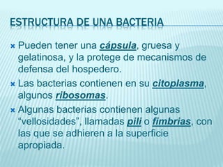 ESTRUCTURA DE UNA BACTERIA
 Pueden tener una cápsula, gruesa y
gelatinosa, y la protege de mecanismos de
defensa del hospedero.
 Las bacterias contienen en su citoplasma,
algunos ribosomas.
 Algunas bacterias contienen algunas
“vellosidades”, llamadas pili o fimbrias, con
las que se adhieren a la superficie
apropiada.
 