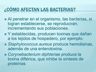 ¿CÓMO AFECTAN LAS BACTERIAS?
 Al penetrar en el organismo, las bacterias, si
logran establecerse, se reproducirán,
incrementando sus poblaciones.
 Y establecidas, producen toxinas que dañan
a los tejidos de hospedero, por ejemplo:
 Staphylococcus aureus produce hemolisinas,
además de una enterotoxina.
 Corynebacterium diphteriae produce la
toxina diftérica, que inhibe la síntesis de
proteínas
 