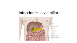 Infecciones la via biliar
 