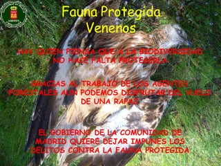 Fauna Protegida Venenos HAY QUIEN PIENSA QUE A LA BIODIVERSIDAD NO HACE FALTA PROTEGERLA GRACIAS AL TRABAJO DE LOS AGENTES FORESTALES AUN PODEMOS DISFRUTAR DEL VUELO DE UNA RAPAZ EL GOBIERNO DE LA COMUNIDAD DE MADRID QUIERE DEJAR IMPUNES LOS DELITOS CONTRA LA FAUNA PROTEGIDA 
