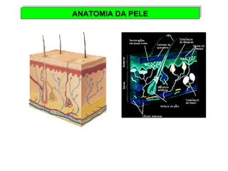 AANNAATTOOMMIIAA DDAA PPEELLEE 
 