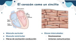El corazón como un sincitio
● Discos intercalados:
○ Desmosomas
○ Uniones comunicantes
● Músculo auricular
● Musculo ventricular
● Fibras de excitación-conducción
 