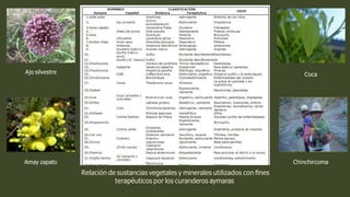 Relación de sustancias vegetales y minerales utilizados con ﬁnes
terapéuticos por los curanderos aymaras
Ajo silvestre
Amay zapato
Coca
Chinchircoma
 