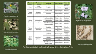 Acacia macracantha
Alternantherahalimifolia
Ageratum conyzoides
Alternanthera peruviana
Plantas de utilidad medicinal del monte ribereño en el río Chira
Amaranthus spinosus
 