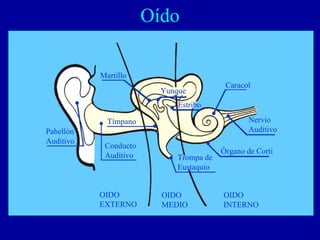Oído

           Martillo
                                          Caracol
                         Yunque
                             Estribo

             Tímpano                            Nervio
Pabellón                                        Auditivo
Auditivo
            Conducto
                                         Órgano de Corti
            Auditivo         Trompa de
                             Eustaquio


           OIDO          OIDO            OIDO
           EXTERNO       MEDIO           INTERNO
 