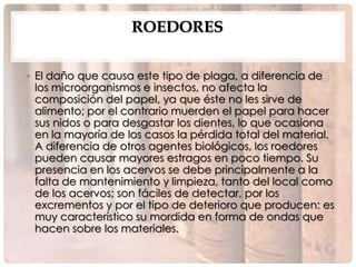 ROEDORES

• El daño que causa este tipo de plaga, a diferencia de
  los microorganismos e insectos, no afecta la
  composición del papel, ya que éste no les sirve de
  alimento; por el contrario muerden el papel para hacer
  sus nidos o para desgastar los dientes, lo que ocasiona
  en la mayoría de los casos la pérdida total del material.
  A diferencia de otros agentes biológicos, los roedores
  pueden causar mayores estragos en poco tiempo. Su
  presencia en los acervos se debe principalmente a la
  falta de mantenimiento y limpieza, tanto del local como
  de los acervos; son fáciles de detectar, por los
  excrementos y por el tipo de deterioro que producen: es
  muy característico su mordida en forma de ondas que
  hacen sobre los materiales.
 