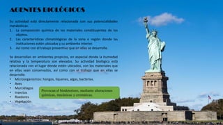 Su actividad está directamente relacionada con sus potencialidades
metabólicas.
1. La composición química de los materiales constituyentes de los
objetos.
2. Las características climatológicas de la zona o región donde las
instituciones estén ubicadas y su ambiente interior.
3. Así como con el trabajo preventivo que en ellas se desarrolle.
Se desarrollan en ambientes propicios, en especial donde la humedad
relativa y la temperatura son elevadas. Su actividad biológica está
relacionada con el lugar donde estén ubicados, con los materiales que
en ellas sean conservados, así como con el trabajo que en ellas se
desarrolle.
• Microorganismos: hongos, líquenes, algas, bacterias.
• Aves
• Murciélagos
• Insectos
• Roedores
• Vegetación
AGENTES BIOLÓGICOS
Provocan el biodeterioro, mediante alteraciones
químicas, mecánicas y cromáticas.
 