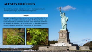 Se considera un amplio espectro de macro y microorganismos, los
insectos y los hongos, responsables de este proceso.
AGENTES BIOLÓGICOS
Las algas las podremos observar en las zonas más húmedas de un
edificio que no están recibiendo luz solar de forma directa y que
tienen temperatura constante, teniendo como materiales preferidos
los morteros de cemento y las rocas calcáreas. Su ataque es superficial
con una coloración verdosa, por lo que no es en profundidad.
Las Algas
 