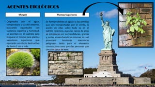 AGENTES BIOLÓGICOS
Originados por el agua,
temperatura y luz del entorno,
buscando oquedades con
sustancia orgánica y humedad,
se asientan en el sustrato para
preparar el mismo para plantas
vasculares superiores que
ejercerán un efecto destructivo
de hasta 1 cm o más.
Musgos
Se forman debido al agua y a las semillas
que son transportadas por el viento, la
acción de ellas sobre todo es en el
ladrillo cerámico, pues las raíces de ellas
se introducen en las hendiduras, grietas
y juntas ensanchando las mismas lo cual
provocará tensiones mecánicas
peligrosas tanto para el elemento
constructivo como para las personas que
circulan cerca de este.
Plantas Superiores
 