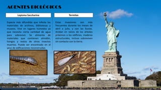 AGENTES BIOLÓGICOS
Especie más difundida que infesta los
materiales de archivos, bibliotecas y
museos. Vive en lugares húmedos ya
que necesita cierta cantidad de agua
para sobrevivir. Se alimenta de
materiales que contienen almidón,
hongos y restos de otros insectos
muertos. Puede ser encontrado en el
yeso de edificaciones reconstruidas
Lepisma Saccharina
Estas invasiones son más
frecuentes durante los meses de
abril a julio, y con las lluvias.
Anidan en raíces de los árboles
próximos a los edificios, maderas
estructurales, incluso sobreviven
sin contacto con la tierra.
Termitas
 