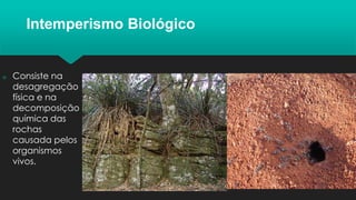 Intemperismo Biológico
 Consiste na
desagregação
física e na
decomposição
química das
rochas
causada pelos
organismos
vivos.
 