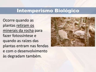 Intemperismo Biológico 
Ocorre quando as 
plantas retiram os 
minerais da rocha para 
fazer fotossíntese e 
quando as raízes das 
plantas entram nas fendas 
e com o desenvolvimento 
às degradam também. 
