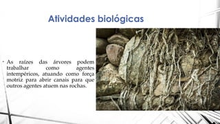 Atividades biológicas
• As raízes das árvores podem
trabalhar como agentes
intempéricos, atuando como força
motriz para abrir canais para que
outros agentes atuem nas rochas.
 