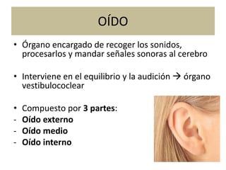 OÍDO
• Órgano encargado de recoger los sonidos,
procesarlos y mandar señales sonoras al cerebro
• Interviene en el equilibrio y la audición  órgano
vestibulococlear
• Compuesto por 3 partes:
- Oído externo
- Oído medio
- Oído interno
 