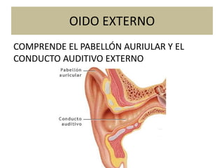 OIDO EXTERNO
COMPRENDE EL PABELLÓN AURIULAR Y EL
CONDUCTO AUDITIVO EXTERNO
 
