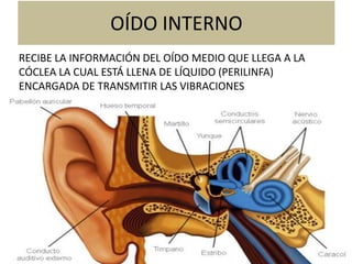 OÍDO INTERNO
RECIBE LA INFORMACIÓN DEL OÍDO MEDIO QUE LLEGA A LA
CÓCLEA LA CUAL ESTÁ LLENA DE LÍQUIDO (PERILINFA)
ENCARGADA DE TRANSMITIR LAS VIBRACIONES
 
