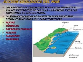 ACCIÓN GEOLÓGICA DEL MAR LOS PROCESOS DE  TRANSPORTE  SE REALIZAN MEDIANTE EL AVANCE Y RETROCESO DE LAS OLAS, LAS MAREAS Y POR LAS CORRIENTES DE DERIVA LITORAL. LA  SEDIMENTACIÓN  DE LOS MATERIALES EN LAS COSTAS DIBUJA FORMACIONES MUY CARACTERÍSTICAS: PLAYAS TÓMBOLOS BARRERAS LITORALES FLECHAS ALBUFERAS MARISMAS 