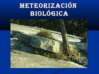 Meteorización
biológica

 