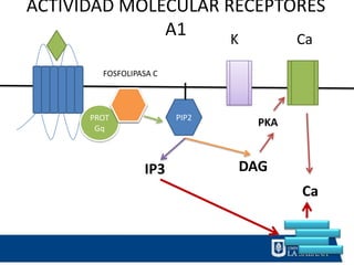 ACTIVIDAD MOLECULAR RECEPTORES
              A1     K     Ca

        FOSFOLIPASA C




      PROT              PIP2
       Gq
                                 PKA



                 IP3           DAG
                                       Ca
 