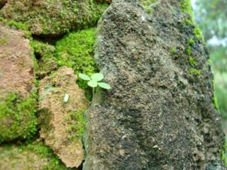 INTEMPERISMO
Implica transformações químicas dos minerais que compõem a rocha. O principal agente do
intemperismo químico é a água.
-FÍSICO
-QUÍMICO
O intemperismo físico é um processo estritamente físico sem envolver mudanças na composição
química da rocha. Nenhum elemento químico é adicionado ou subtraído da rocha. A rocha
simplesmente quebra em fragmentos menores devido a uma série de stress (esforços - tensões).
Essas quebras podem se dar por vários processos:
-Variação de Temperatura -Crescimento de raízes
-Gelo (formação de gelo nas fendas das rochas) -Cristalização de Sais
A rocha decomposta transforma-se em um material chamado manto ou regolito.
 
