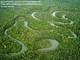 Rio Tamitatoala, próximo ao Parque Indígena do
Xingu (MT), mostra toda a beleza de um rio e uma
floresta intactos.
 