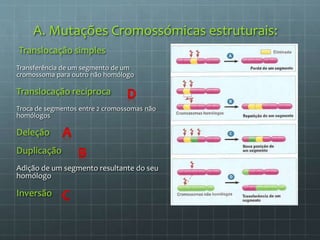 A. Mutações Cromossómicas estruturais:
Translocação simples
Transferência de um segmento de um
cromossoma para outro não homólogo
Translocação recíproca
Troca de segmentos entre 2 cromossomas não
homólogos
Deleção
Duplicação
Adição de um segmento resultante do seu
homólogo
Inversão
 